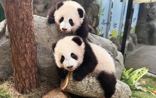 Vé Công Viên Ocean Park Hong Kong