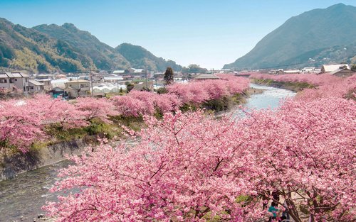 Tour de un día para grupos pequeños de 9 personas en la temporada de los cerezos en flor: disfrute de los cerezos en flor en Izu y contemple el mar | Festival de los cerezos en flor de Kawazu y tren con vista al mar de Izu y costa de Jōgasaki | Servicio e