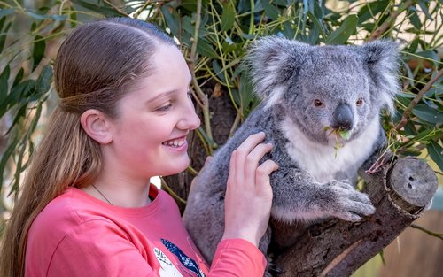 Maru Koala and Animal Park Ticket