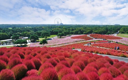 Denní výlet do parku Hitachi Seaside, Oarai „Mořská brána Torii“ a k Velkému Buddhovi v Ušiku