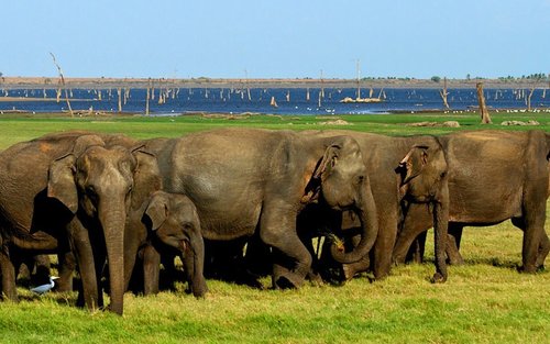 Safari privé au parc national de Minneriya