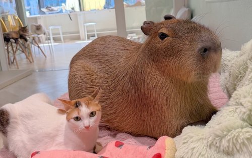【Capyneko  Harajuku】Interaction with capybaras and cats 