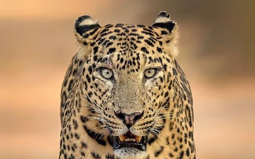 Yala National Park Premium Safari : Private & Shared Jeep Tour