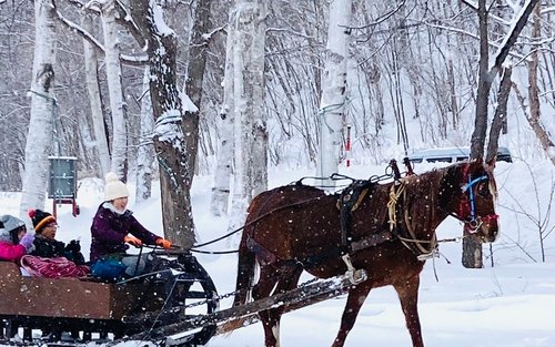 Hokkaido: Horse-drawn Sleigh Ride & Local Cuisine Making Experience