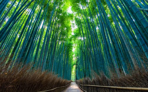 Fushimi Inari-Taisha | Arashiyama |Kiyomizu-Dera Day Tour from Kyoto