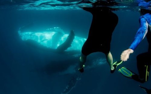 Ningaloo Reef Double Scuba Diving Experience from Exmouth