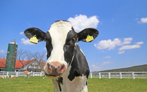 Chiba Mother Farm Ticket Tokyo