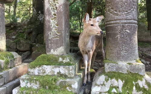 Nara Todai-ji & Deer Park 3-Hour Private Tour