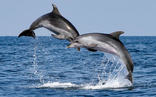 Delfinsafari med båt i Muscat 