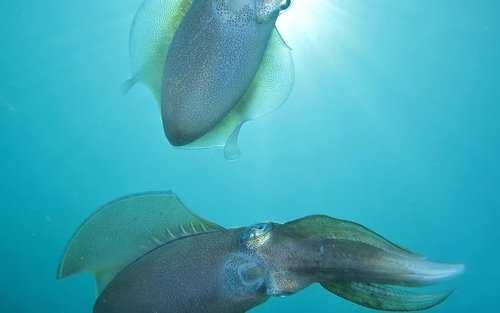 仙本那海洋奇觀：PADI 5星潛水中心全日潛水之旅