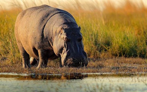 2-dagars tur till Amboseli