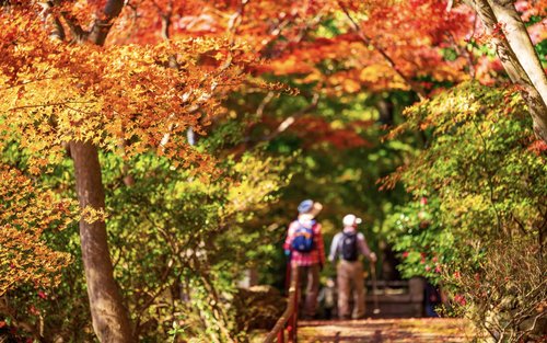 En dagstur til Dazaifu Tenmangu-helligdommen og Yutoku Inari-helligdommen i Fukuoka om efteråret