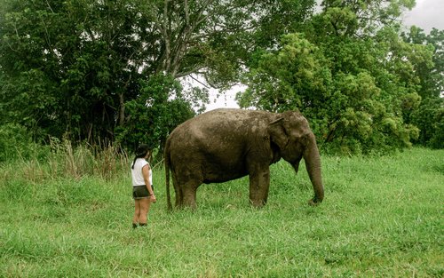 ประสบการณ์ที่ Love Elephant Sanctuary กรุงเทพฯ