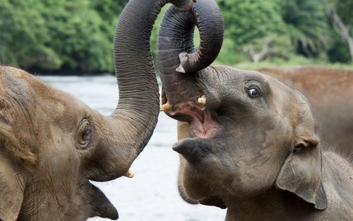 從米瑞莎出發的烏達瓦拉威國家公園野生動物園體驗