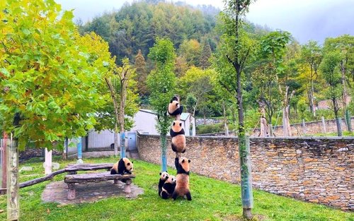 ฐานที่ตั้งสวนแพนด้ายักษ์ Shenshuping, Wolong China Giant Panda Garden