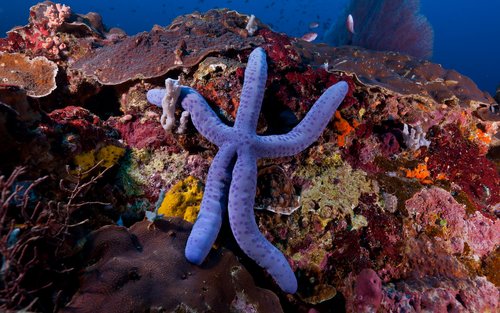 Dive into Adventure- 13:30 Dive in Puerto Galera with PADI 5* center