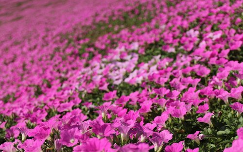 Chiba Mother Farm Flower Viewing Layover Tour from Tokyo