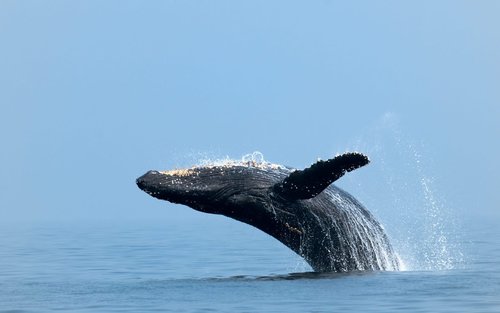 Arch of Cabo San Lucas & whale-watching half-day boat tour in Cabo
