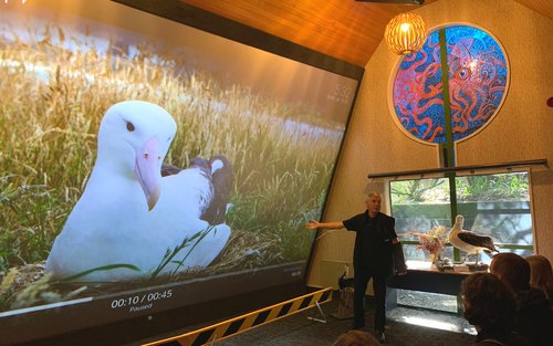 Royal Albatross Wildlife Experience with Optional Fort Taiaroa