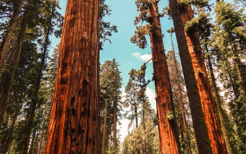 カリフォルニアの休日 カリフォルニアの休日 アメリカ・カリフォルニア州の祝日一覧