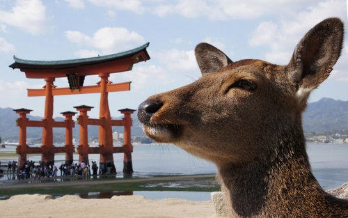 Excursión de un día en autobús a Hiroshima y Miyajima con almuerzo indio
