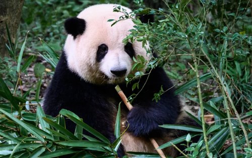 Pangkalan Penelitian dan Pembiakan Panda Raksasa Chengdu & Tur Eksplorasi Museum Sanxingdui