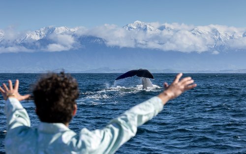 Kaikoura Small Group Whale Watch from Christchurch Tour