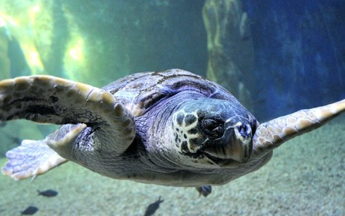 Cala Gonone Aquarium ticket in Sardinia