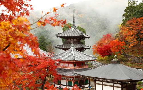 【Nara Cherry Blossom Day Trip】Todai-ji Temple, Nara Park, Tsubosaka-dera Temple, and Takami no Sato Sky Garden Cherry Blossom Viewing (Departing from Osaka)