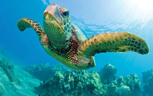 Waikiki Turtle Snorkel Sail Experience with Optional Lunch