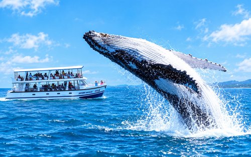 Mirissa: Whale Watching Cruise With Blue Whales & Dolphins