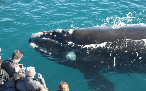 Whale Watching Experience in Dunsborough