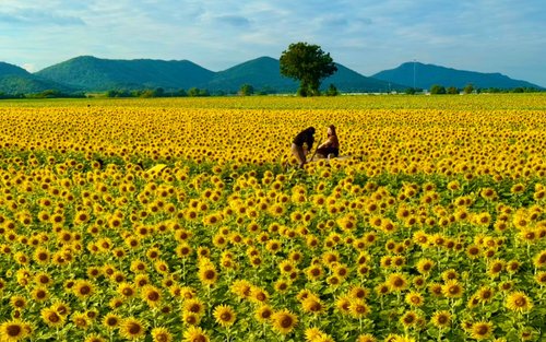Bangkok Ancient Capitals & Sunflower Fields Day Tour