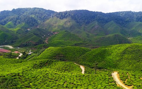 Excursió d'un dia privada o en grup a Cameron Highlands des de Kuala Lumpur