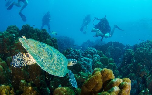 Koh Rang Aquatic Escapade: Dive Into the Blue with PADI 5* Center