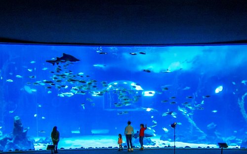 拉斯帕尔马斯Poema del Mar水族馆门票