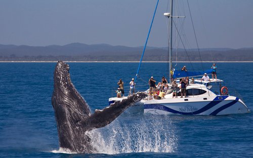 Whale Watching Encounter in Hervey Bay