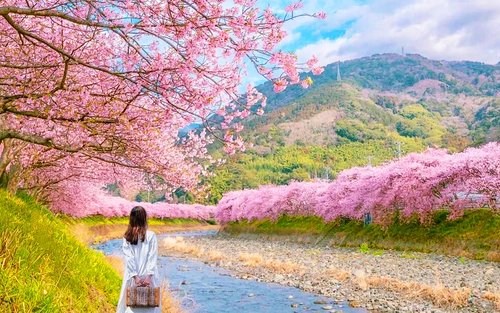 [Early Spring Limited] Kawazu Cherry Blossom Festival × Strawberry Picking and All-You-Can-Eat × Shuzenji Onsen · Jōgasaki Coast Scenery Day Trip (From Tokyo)