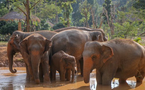 Experiència al Santuari d'Elefants Maerim a Chiang Mai