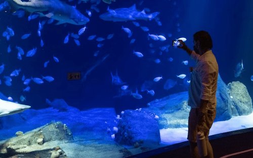 New York Aquarium ticket