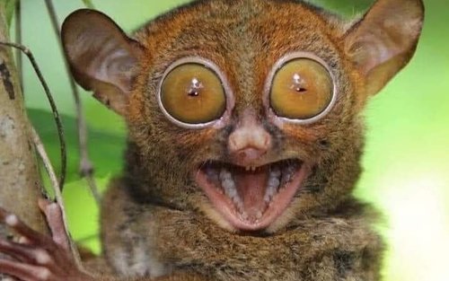 Bohol Countryside Day Tour All In Package by Bohol and Beyond