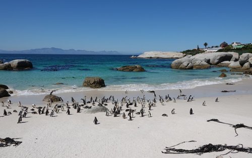 Cape Town Bo-Kaap & Boulders Beach Full-Day Small Group Tour
