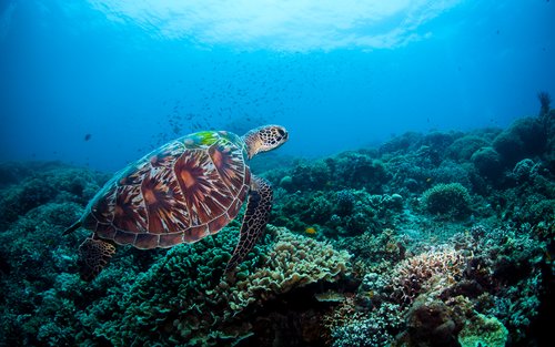 Dauin Marine Sanctuary: Explore Dumaguete with PADI 5* Center