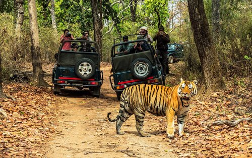 Chitwan Dschungel Safari 2/3/4-Tages-Tour