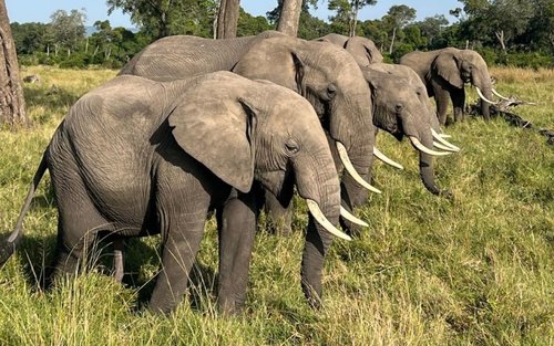 Ganztägige private Safari im Amboseli-Nationalpark mit Massai-Dorf