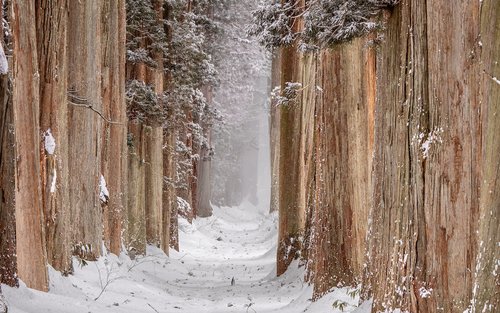 Tour di un giorno intero al Santuario di Togakushi e alle scimmie delle nevi