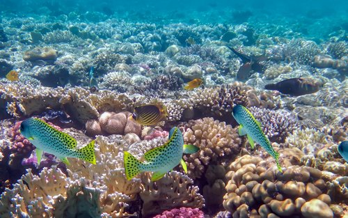 Parcul Național Ras Muhammad și Experiența de Snorkeling la Insula Albă 