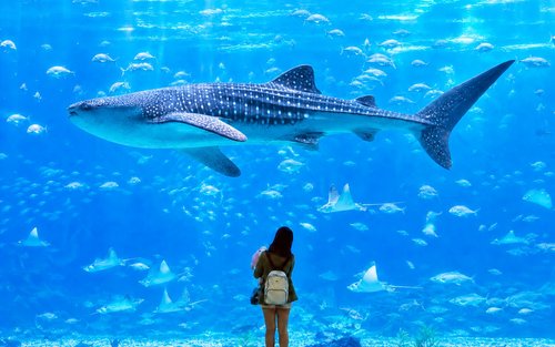 Tur sehari di Okinawa Utara/Selatan丨Akuarium Churaumi & Desa Amerika丨Kerajaan Budaya Okinawa & Pulau Senaga丨Grup kecil 9 orang opsional di utara & penjemputan hotel opsional丨Layanan Bahasa Mandarin丨Tiket masuk opsional