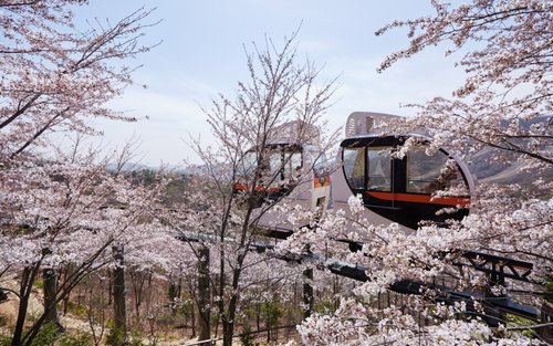2026年 韓国 花談の森のおすすめツアー