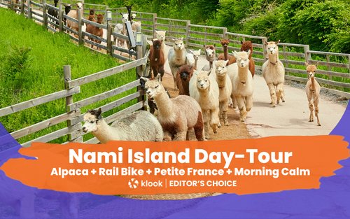 남이섬/알파카월드/레일바이크/쁘띠프랑스/아침고요수목원 일일 투어